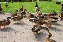 Beautiful Shot Of Many Ducks On The Ground In A Park