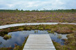 Wooden footbridge and boardwalk in the black bog, with bog eye, trees and heather