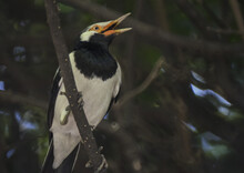 Close-up Shot Of A Singing Indian Pied Myna (Sturnus Contra) Bird Perched On A Twig In Nature