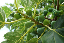Close-up Shot Of Fruits On The Fig Tree In Daylight