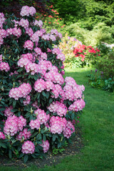 Wall Mural - CLoseup of pink rhododendrons blossom in a public garden