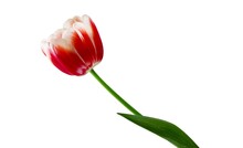Red Tulip Flower With Green Petal On White Background