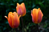 Fototapeta Tulipany - 
Orange tulips grow in the ground. flower buds close up
