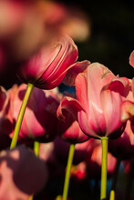 Lots Of Beautiful Pink Tulips That Are Already Fading. Beautiful Spring Park With Lots Of Flowers At Sunset. Triumph-tulips.