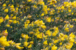 Eye-popping colors of the ulex flowers also known as gorse or whin found thriving in the rocky soils and wild unhospitable nature of the western coast of Scotland, close-up of the plant in full bloom