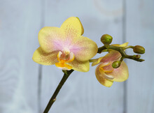 Yellow Mini Phalaenopsis Orchid, On A Blue Background, Macro Photography, Selective Focus, Horizontal Orientation.
