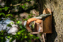 Red Squirrel, Sciurus Vulgaris, Feeding From A Squirrel Feeder, Isle Of Wight, Hampshire, UK