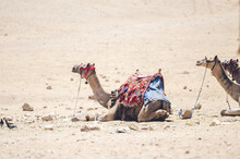 View Of Camels Resting In The Desert