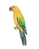 Fototapeta Łazienka - Watercolor painting yellow sun conure parrot isolated on white
