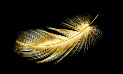 Wall Mural - Gold feather isolated on black.Vector illustration.