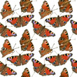 Seamless pattern of European Peacock butterfly on white background.
