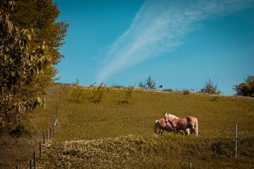 two happy couples Horses