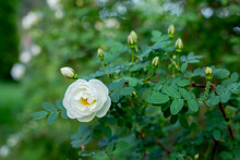 White Flowers On Green Bush.Rosa Pimpinellifolia, The Burnet Rose, Which Is Particularly Associated With Scotland.The White Rose Is Blooming.