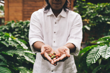 Wall Mural - Unrecognizable businessman with caffeine beans reaching coffee business lifestyle and agriculture plantation in Columbia, cropped view of male farmer with ripe berries at cultivation in Brazil