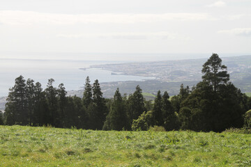 mysterious view of a forest with pine trees and the coast visible in far