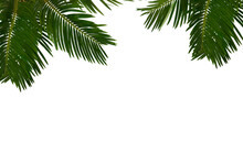 Tropical Leaf Palm Tree ( Sago Palm ) On A White Background With Space For Text. Top View, Flat Lay