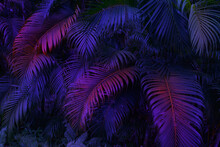 Tropical Palm Leaves In Neon Light, Exotic Party Background