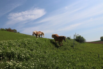 two happy couples horses