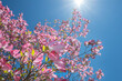 Looking up into a pink flowering dogwood tree with streams of sunlight