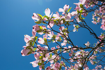 Wall Mural - Pink blossoms of a doogwood tree on a bright blue sky