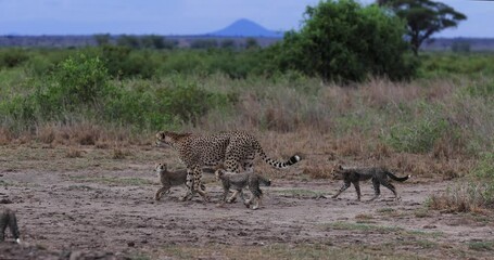 Wall Mural - a mother and her cheetah cubs are in the savannah