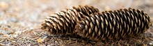 Two Pine Cones Fallen On The Ground In The Forest.