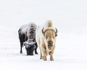 White Bison, or White Buffalo, Bison bison bison, in winter, a rare and sacred animal, Manitoba, Canada.