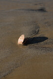 Fototapeta Desenie - Coquillages sur le sable à marée basse