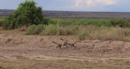 Wall Mural - young cheetahs play together in slowmotion mode