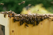 © Stefan Huber/Wirestock Creators - Swarm of honey bees on a wooden beehive