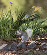 Rare white tail squirrel feeding in a garden in Gainesville, Florida