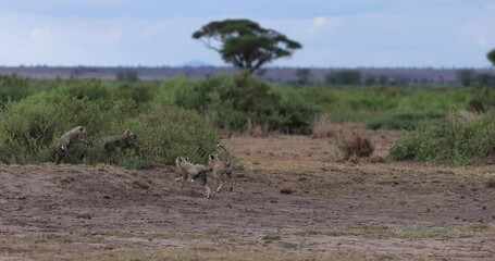 Wall Mural - young cheetahs play together in slowmotion mode