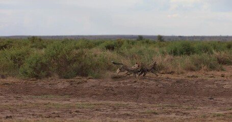 Wall Mural - young cheetahs play together in slowmotion mode