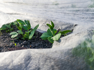 Wall Mural - Young peas grow through white agrofilm. Protect plants from cold and frost.