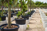 Fototapeta Maki - plantation market of young olive trees