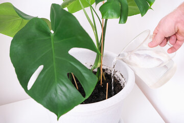 a man waters a monstera plant from a watering can. care of home plants.