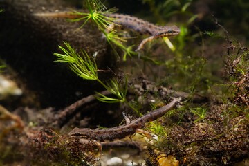 Wall Mural - common newt males on breeding site of freshwater biotope aquarium design detail with tree roots and hornwort, amphibian in the end of aquatic water stage, dark low light mood, wonder of nature concept