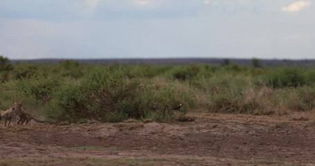 Wall Mural - young cheetahs play together in slowmotion mode