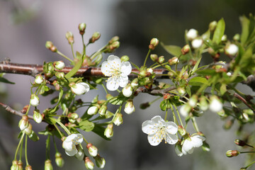 Wall Mural - Buds and white flowers of cherry tree close-up