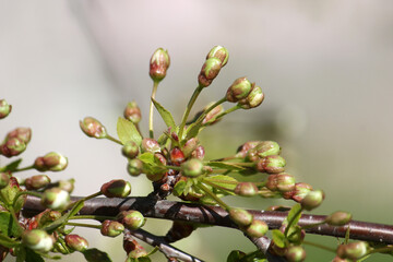 Wall Mural - Green flower buds of cherry tree close-up