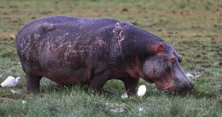 a hippo eats grass in the savannah