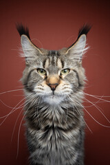 Wall Mural - tabby maine coon cat portrait with long ear tufts and whiskers