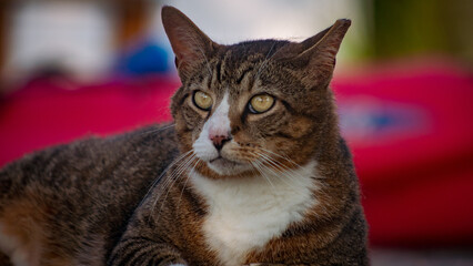 Canvas Print - Closeup of a cat on a blurred background