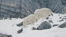 Pair Of Rocky Mountain Goats Navigating Canadian Landscape
