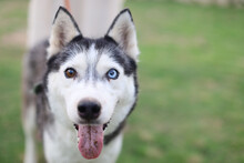 Closeup Of The Siberian Husky On The Green Lawn In The Park. Selected Focus.