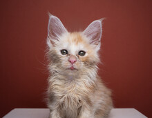 Poor Scruffy Ginger Kitten Looking At Camera Portrait On Red Brown Background With Copy Space