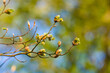 Knospen der Rotbuche mit frischen Blättern und Blüten öffnen sich | Fagus sylvatica | opening buds with leaves and flowers of common beech