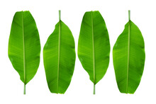 Banana Leaves On A White Background