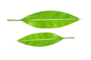 Wall Mural - banana leaves on a white background