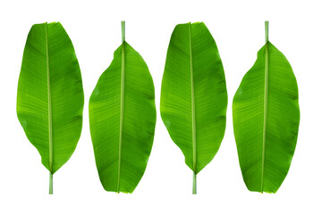 Wall Mural - banana leaves on a white background